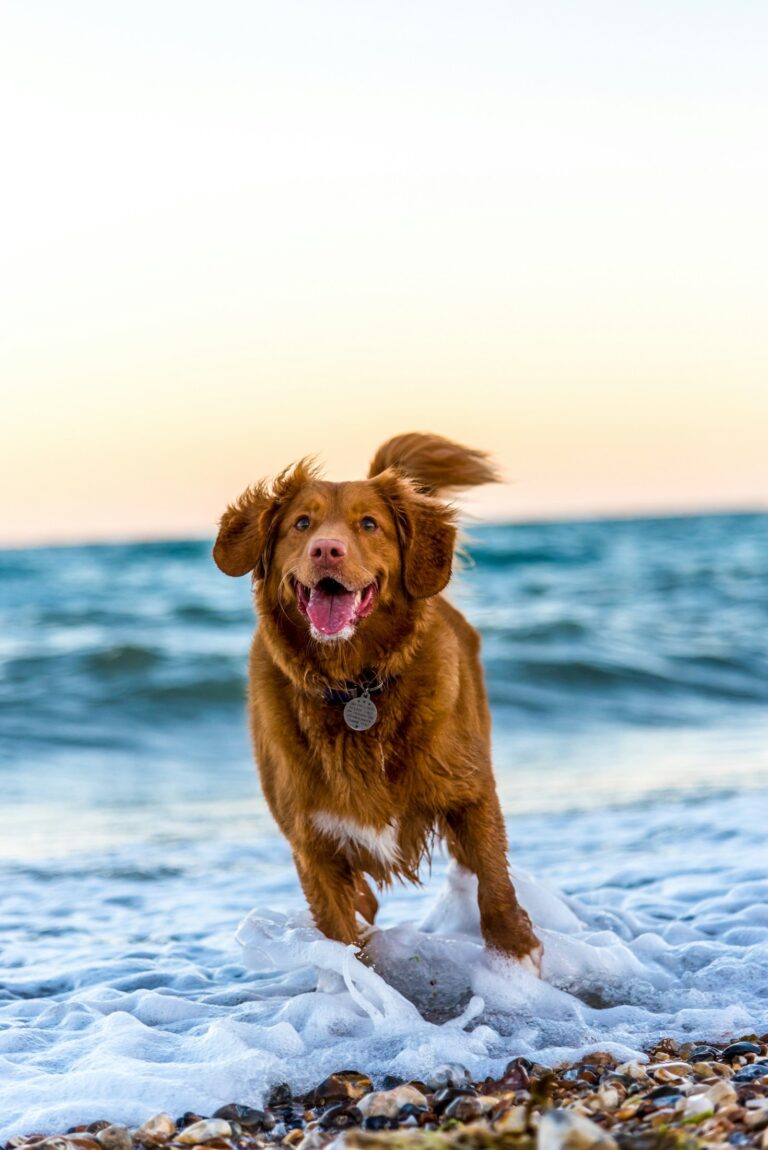 Tips for Raising Kids Alongside Pets